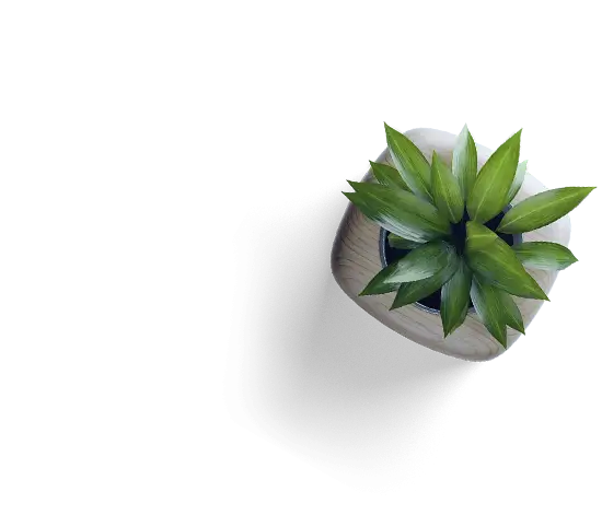 Groot-Plant